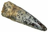 Fossil Spinosaurus Tooth - Dark Enamel Preservation #343494-1